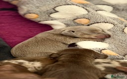 Miniature Dachshund dogs for sale: 🐾🌟 Miniature Dachshund Puppies🌟🐾 - Advert 8