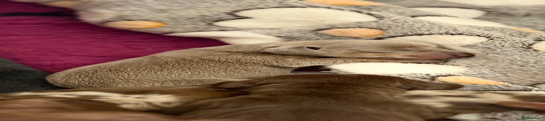 Miniature Dachshund Isabella and tan