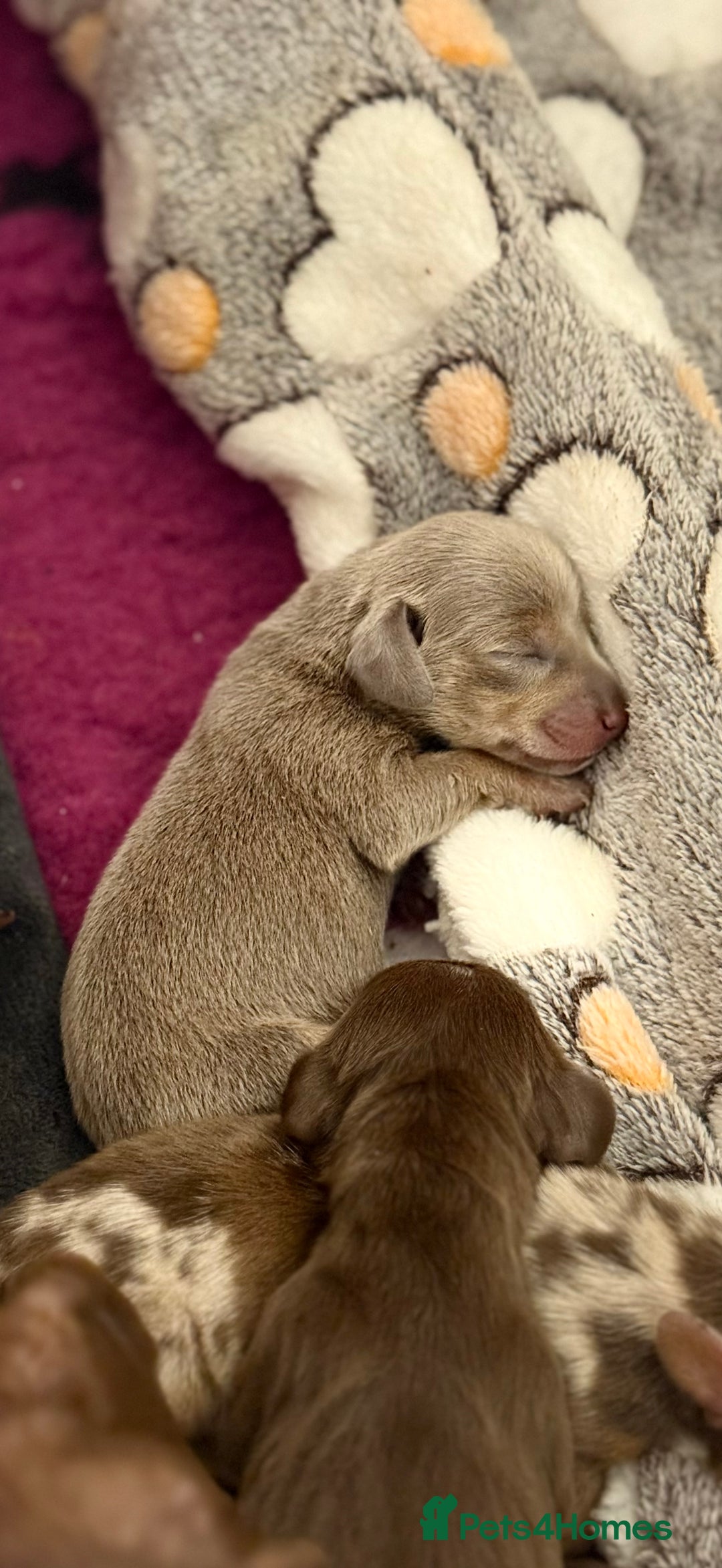 Miniature Dachshund dogs for sale: 🐾🌟 Miniature Dachshund Puppies🌟🐾 - Advert 8