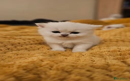 British Shorthair cats for sale: British Shorthair - Advert 3