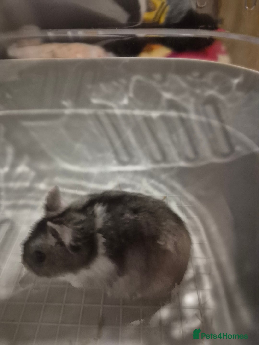 Hamster rodents for sale: Dwarf hamster  - Advert 4