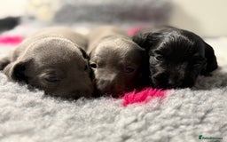 Miniature Dachshund dogs for sale: Stunning miniature dachshunds - Image 2
