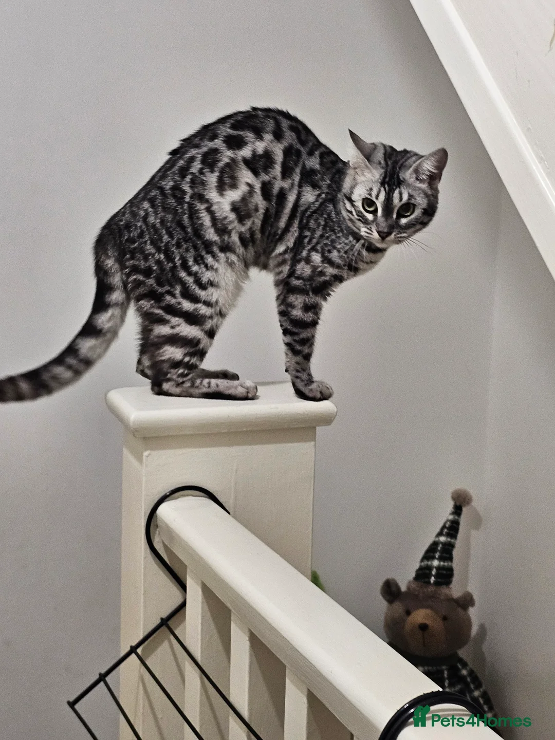 Bengal cats for sale: Bonded pair of females - Advert 6