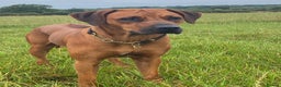 Rhodesian Ridgeback dogs for sale: Skyleridge Ridgebacks  - Advert 9