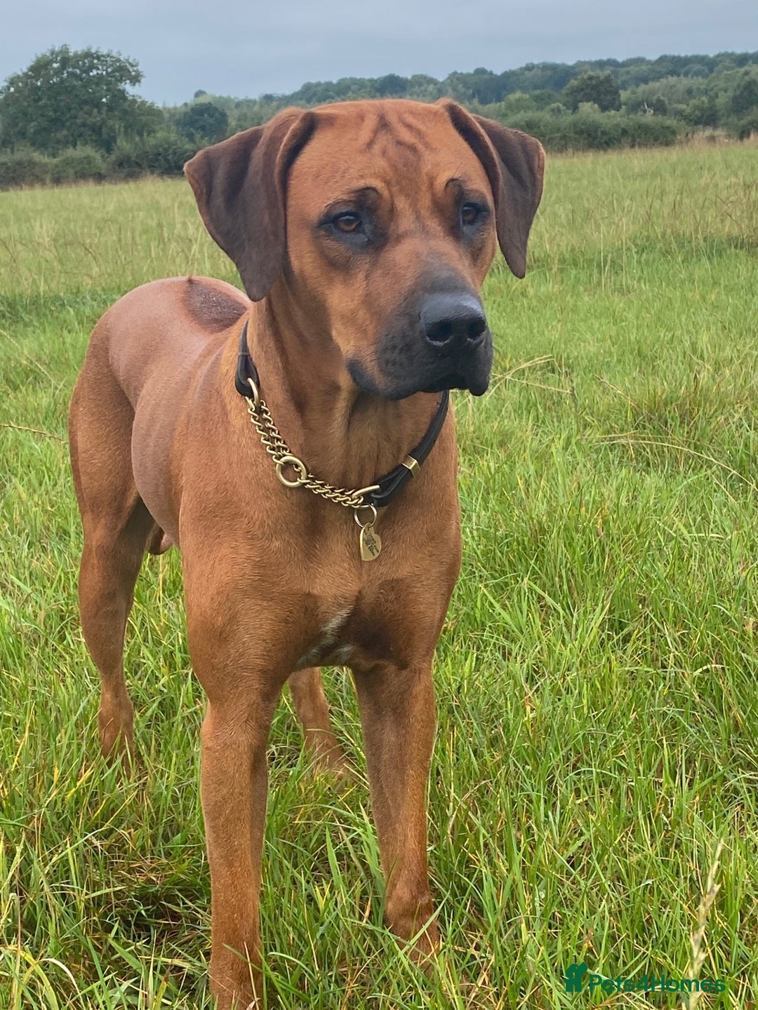 Rhodesian Ridgeback dogs for sale: Skyleridge Ridgebacks  - Advert 9
