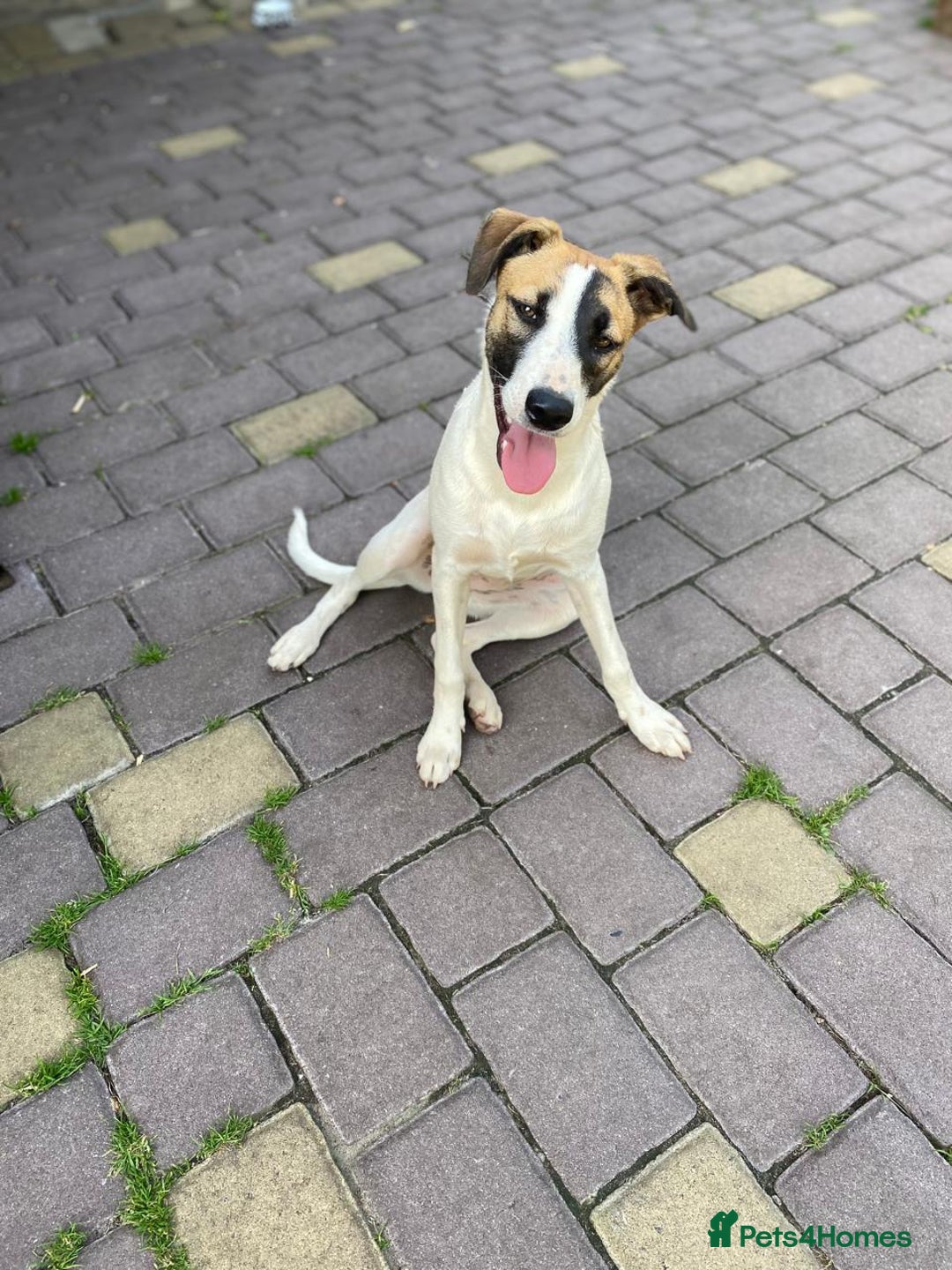 Mixed Breed dogs for adoption: 💖🐶 ZAYKA 🐶💖 - Advert 23