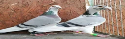 Pigeons birds for sale: Piegons in London - Advert 20