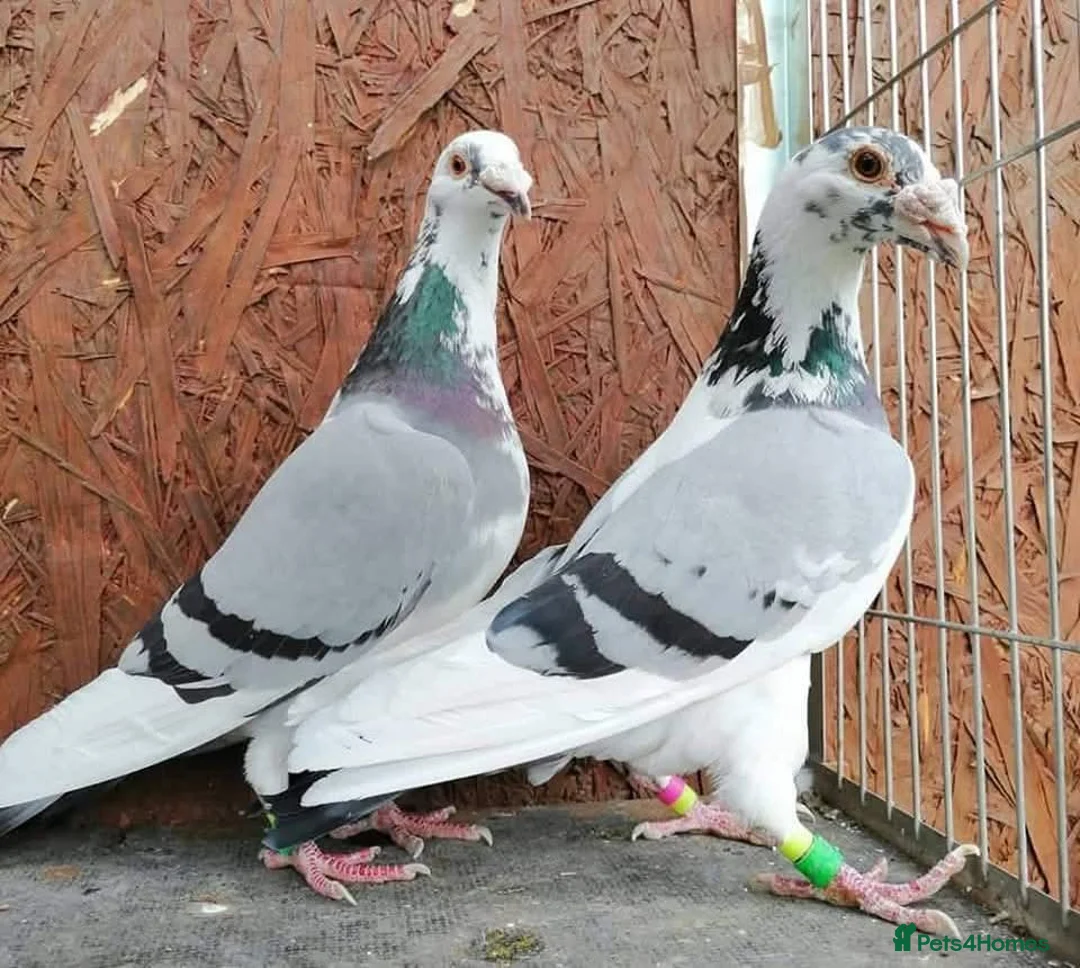 Pigeons birds for sale: Piegons in London - Advert 20