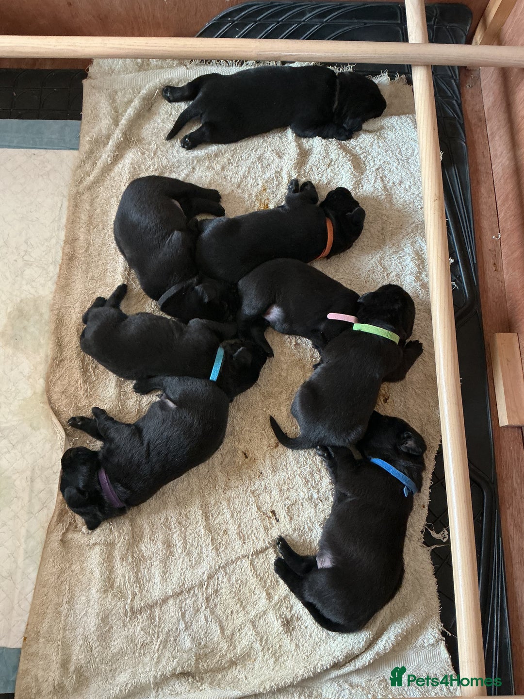 Labrador Retriever dogs for sale: KC registered Black Lab pups - Image 11