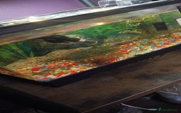 Live Bearers fish for sale: Guppies  - Image 1