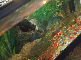Live Bearers fish - Advert 17