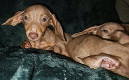 Miniature Dachshund dogs for sale: adorable littel puppies - Image 3
