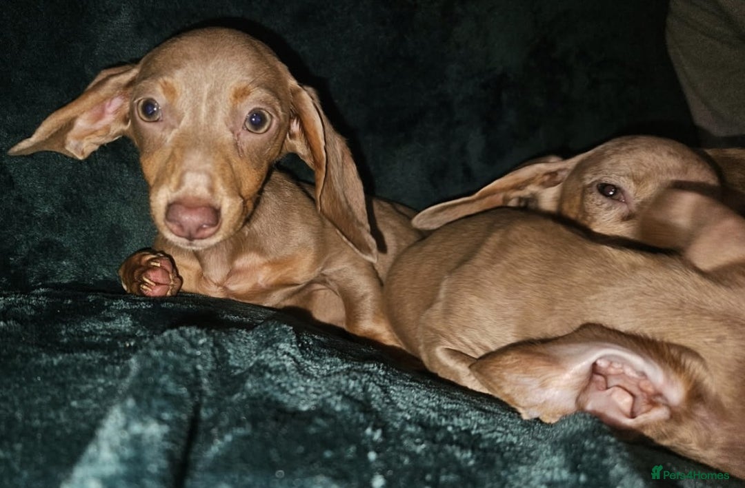 Miniature Dachshund dogs for sale: adorable littel puppies - Image 3