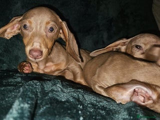 Miniature Dachshund dogs - Advert 28