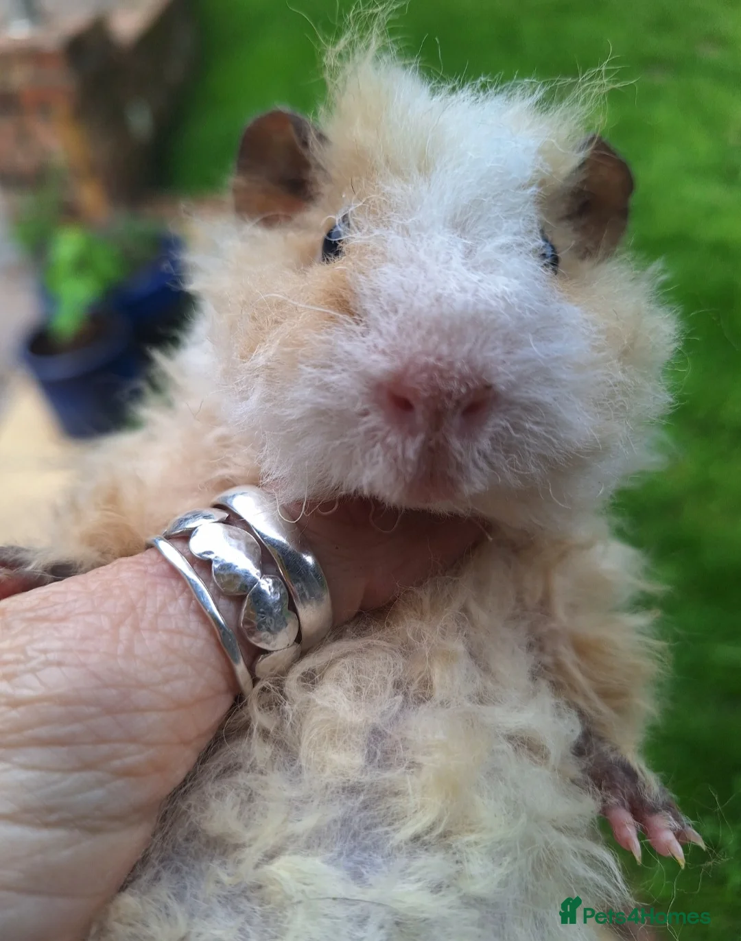 Guinea Pig rodents for sale: Pair of male guinea pigs and single male - Advert 9