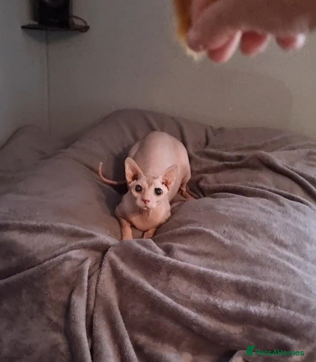 Sphynx cats for sale: Canadian Sphynx  - Image 2