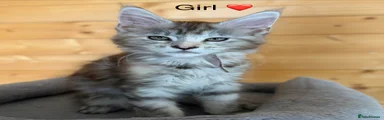 Maine Coon 3
