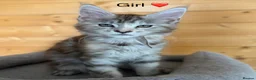 Maine Coon cats for sale: GCCF Registered beautiful kittens ❤️ - Advert 4