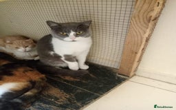 Mixed Breed cats for adoption: Smokey wants some love and attention - Image 2