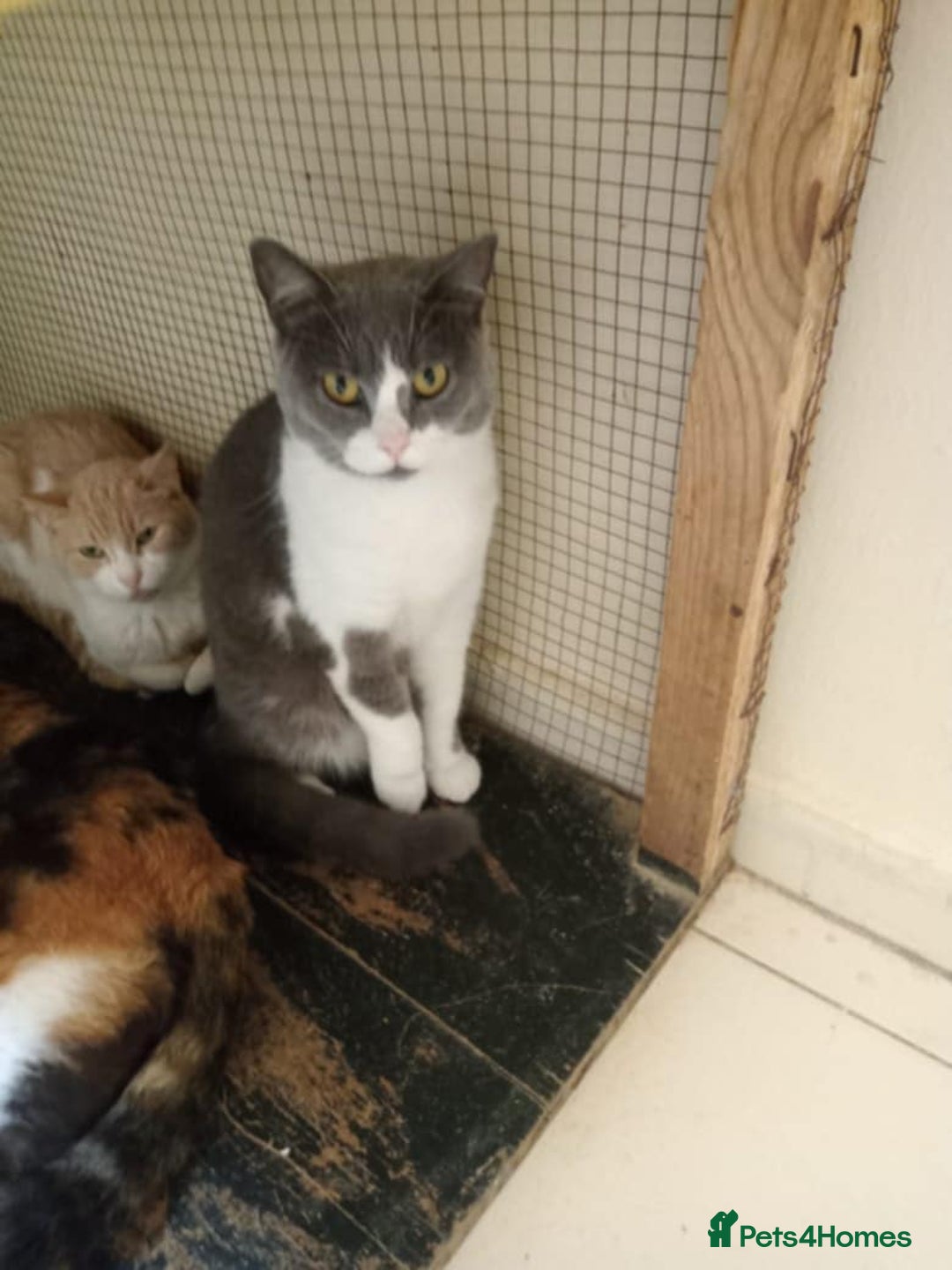 Mixed Breed cats for adoption: Smokey wants some love and attention - Image 2