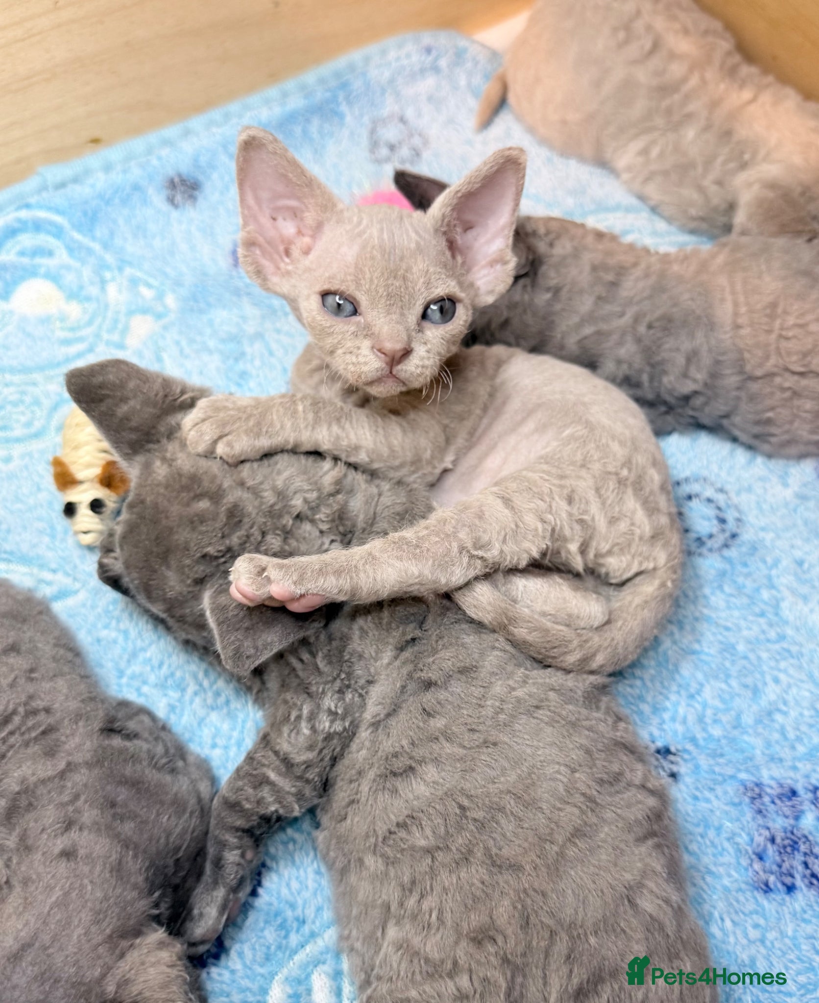 Devon Rex cats Beautiful blue boy and lilac girl!!!!! - Advert 19