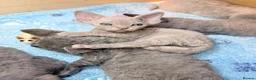 Devon Rex cats for sale: Beautiful blue boy and lilac girl!!!!! - Advert 1