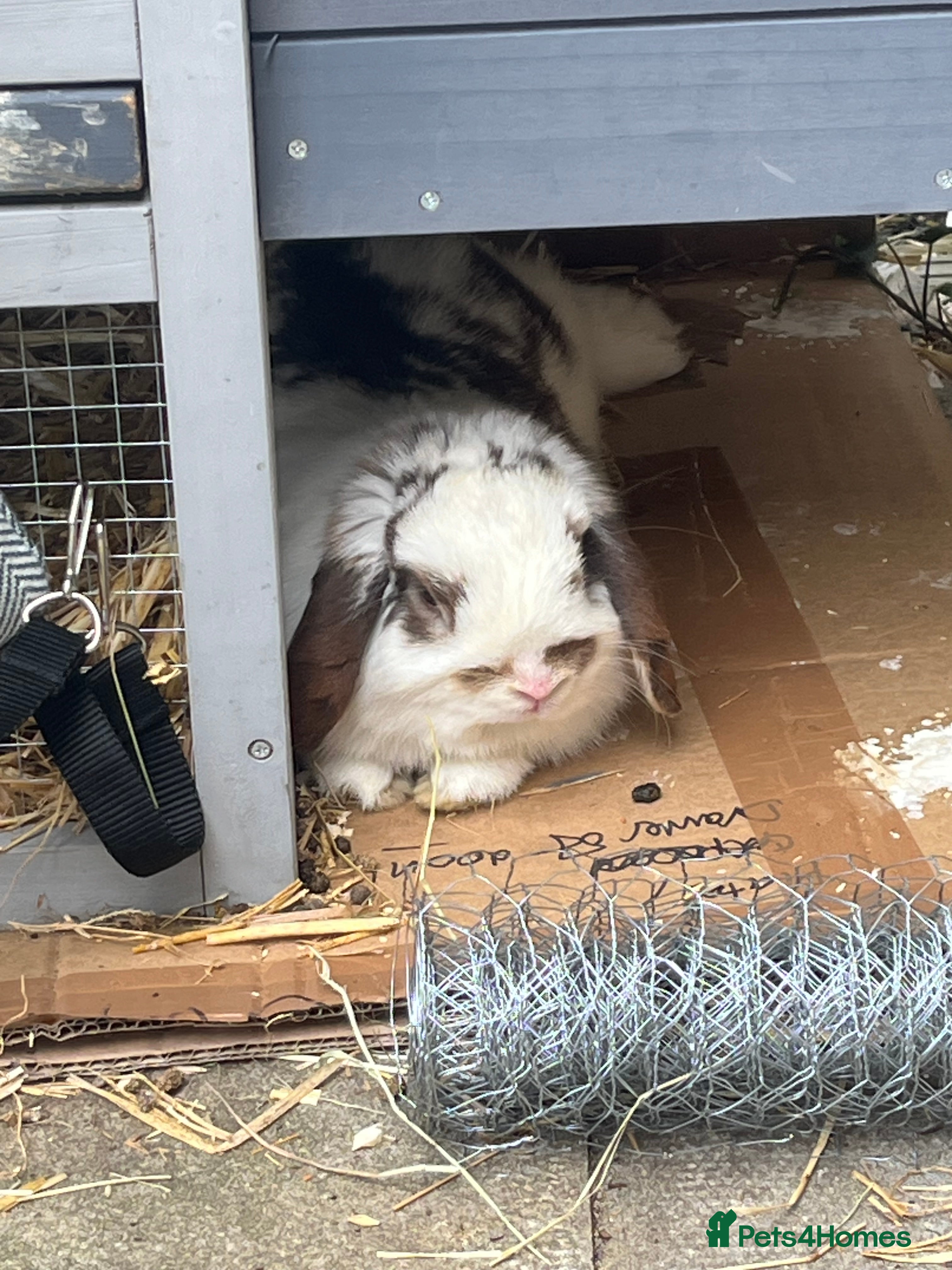 Mini Lop rabbits Mini lop rabbit for sale  - Advert 2