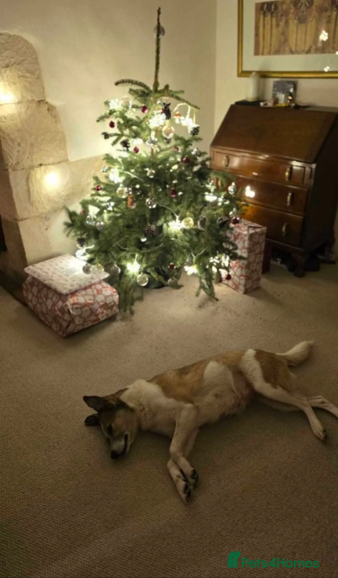 Mixed Breed dogs for adoption: Meet Marnie, currently residing in Devon in Honiton - Advert 6