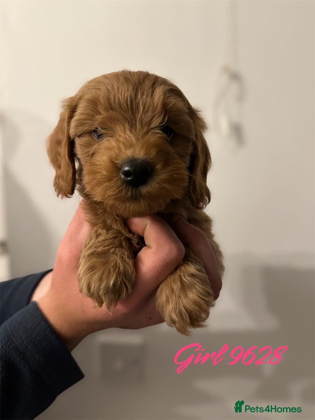Cockapoo dogs for sale: DEEP RED COCKAPOOS READY NOW - Image 5