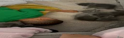 British Longhair cats for sale: Stunning Blue BritishLonghair Kittens  - Advert 8