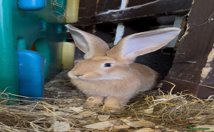 Continental Giant rabbits - Advert 1