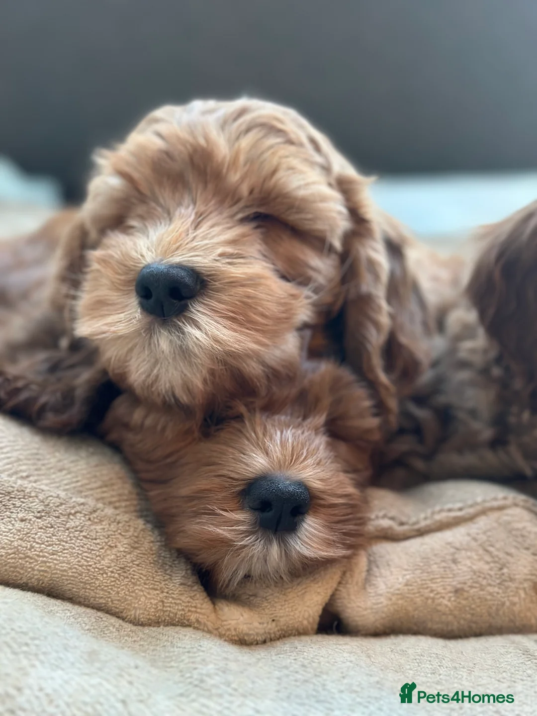 Goldendoodle dogs for sale: WAITING LIST- Australian Labradoodle RED&White TUX - Advert 33