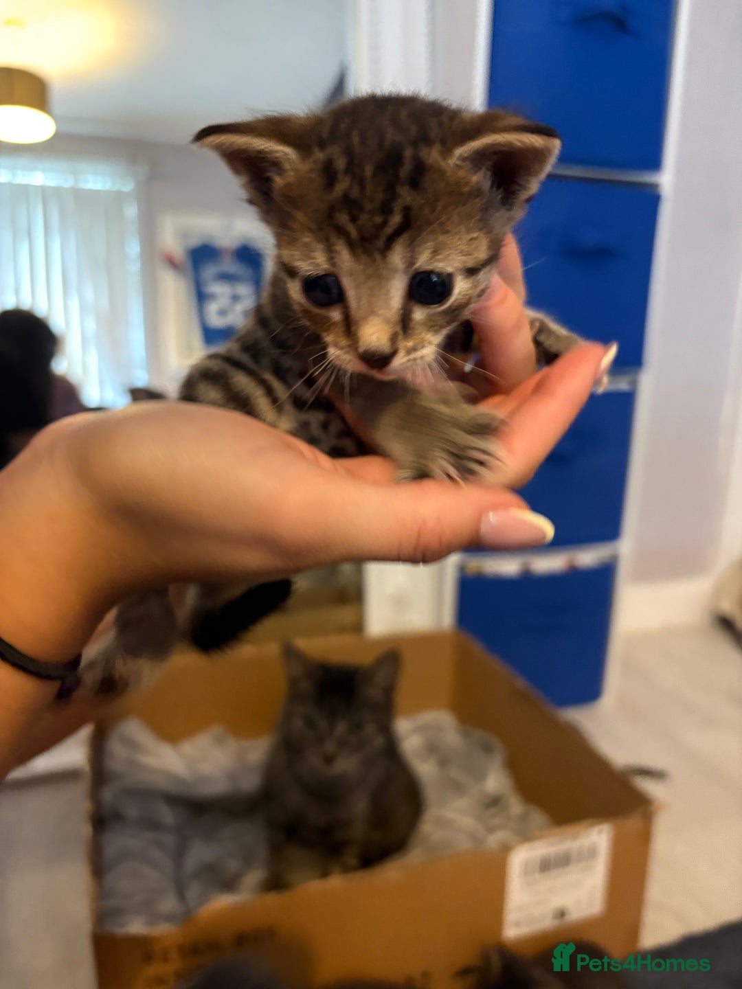 Domestic Shorthair cats for sale: 2 male kittens  - Image 3