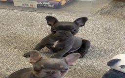 French Bulldog dogs for sale: Full KC French bulldogs puppies for sale - Image 8