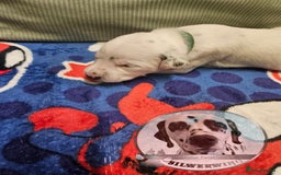 Dalmatian dogs for sale: 6 KC Dalmatian puppies Left - Image 21