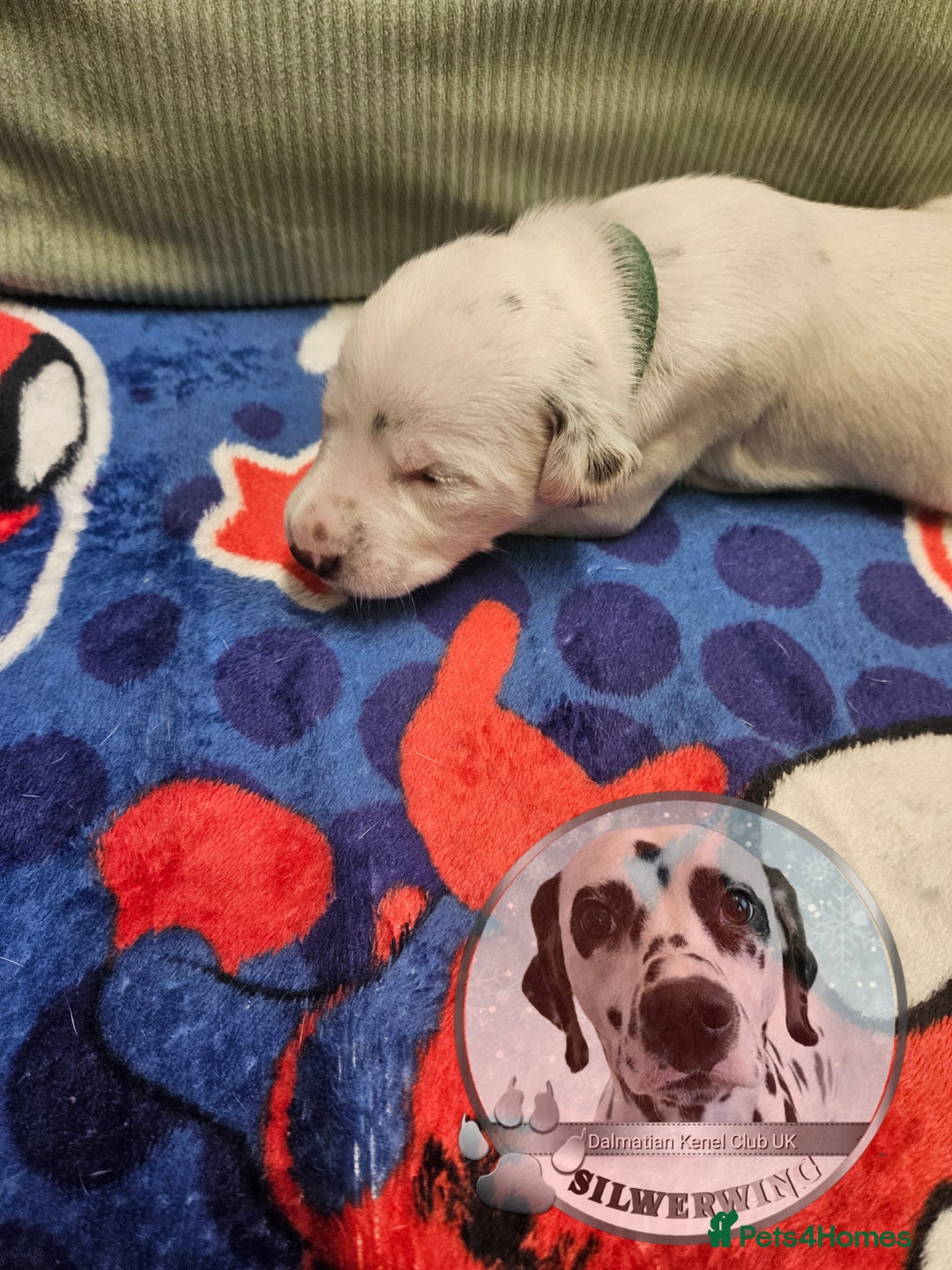 Dalmatian dogs for sale: 6 KC Dalmatian puppies Left - Image 21