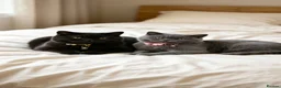 British Shorthair cats for sale: Beautiful best friends five star Home only - Advert 5