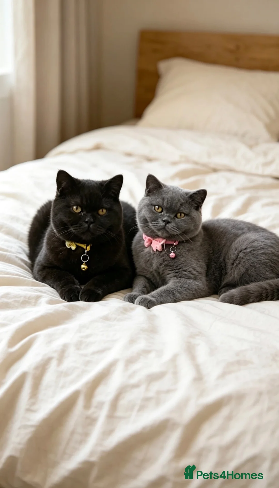 British Shorthair cats for sale: Beautiful best friends five star Home only - Advert 5
