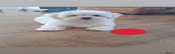 Maltese dogs for sale: 🐾❤️Beautiful Maltese Puppies For Sale❤️🐶 - Advert 7