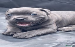 Staffordshire Bull Terrier dogs for sale: Top Quality Blue Staffordshire Bull Terriers  - Image 15