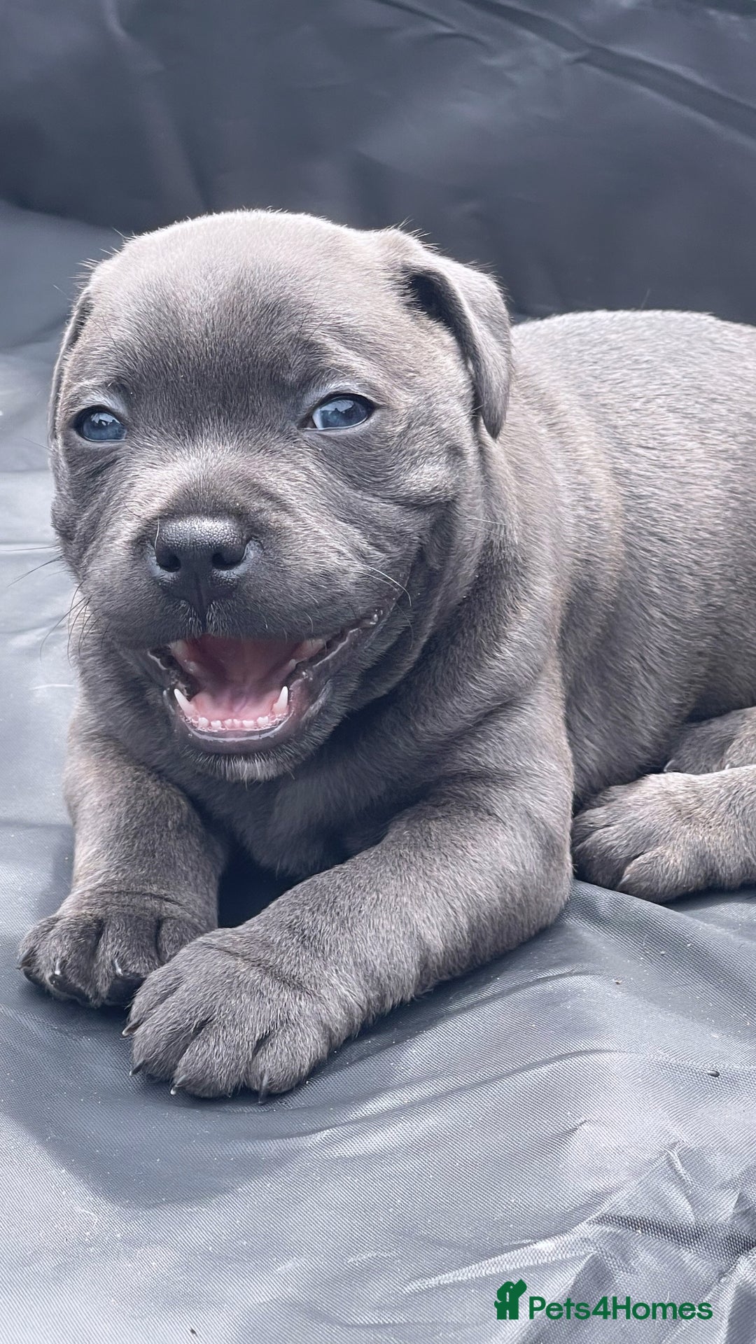Staffordshire Bull Terrier dogs for sale: Top Quality Blue Staffordshire Bull Terriers  - Image 15