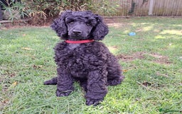Miniature Poodle dogs for sale: DNA Health tested.Miniature KC Poodle Puppies - Image 22