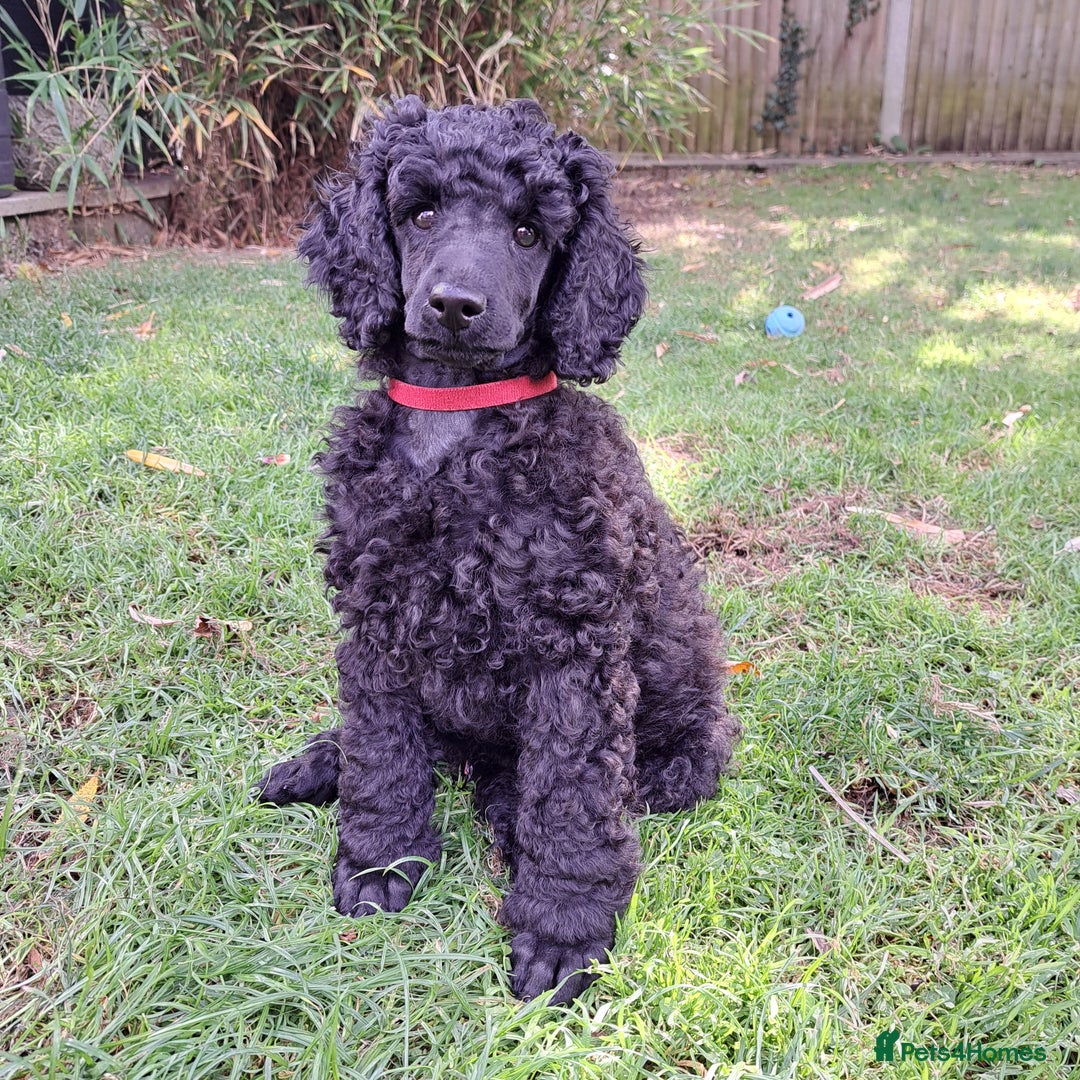 Miniature Poodle dogs for sale: DNA Health tested.Miniature KC Poodle Puppies - Image 22