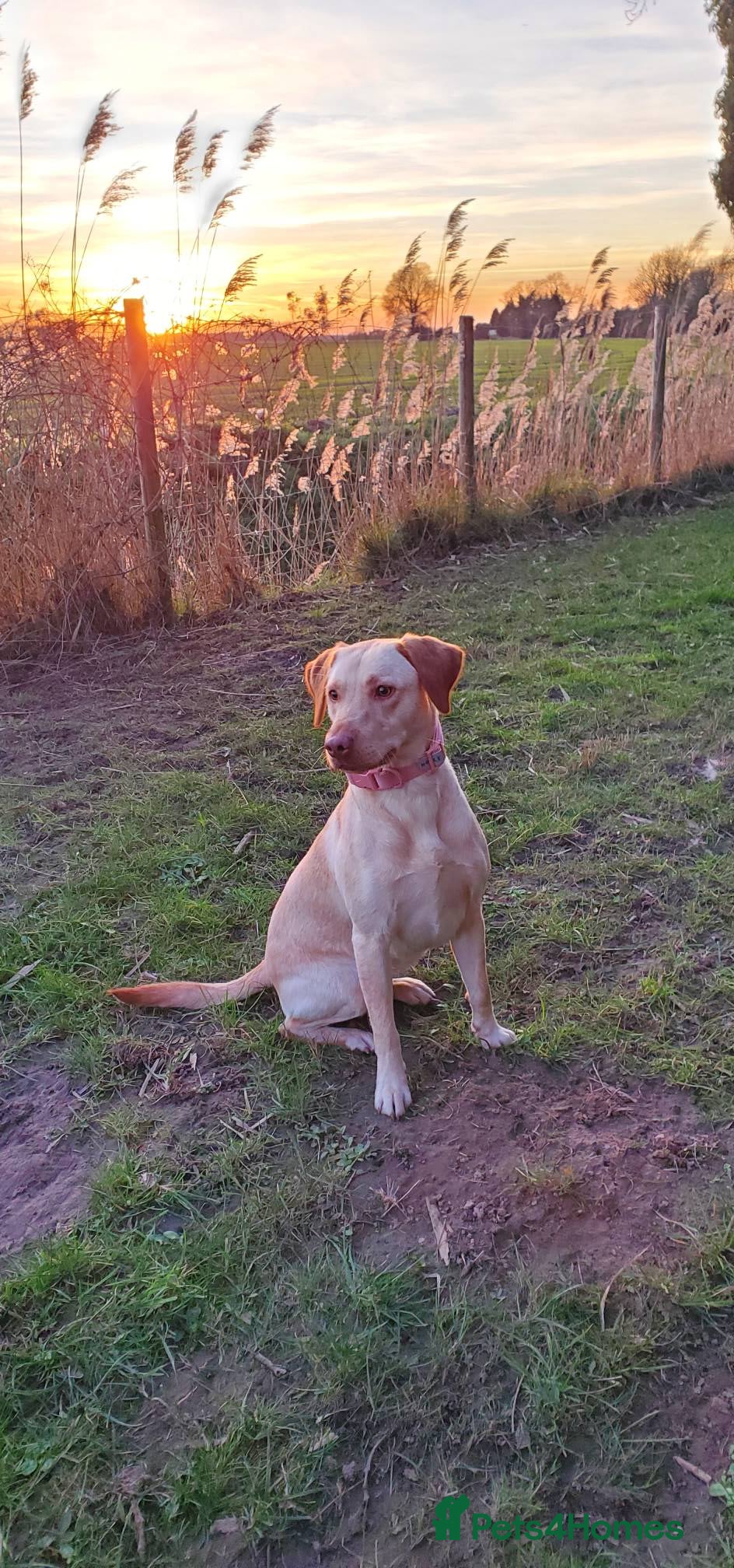 Labrador Retriever dogs Gorgeous cream Labrador girl - Advert 4