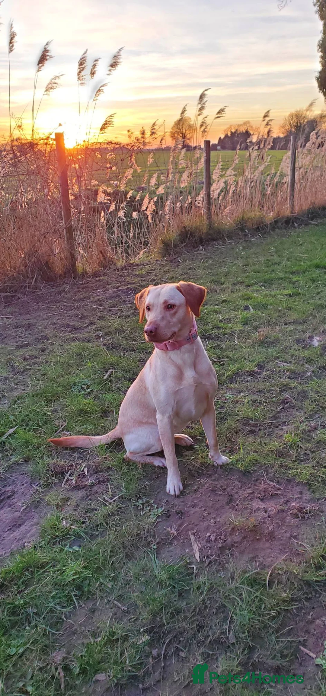 Labrador Retriever dogs for sale: Gorgeous cream Labrador girl - Advert 1