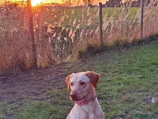 Labrador Retriever dogs Gorgeous cream Labrador girl - Advert 1