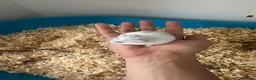 Hamster rodents for sale: Russian hamster  in London - Advert 3