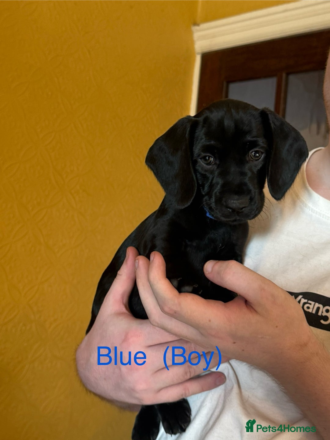 Mixed Breed dogs for sale: Dachshund and cocker spaniel puppies  - Image 4