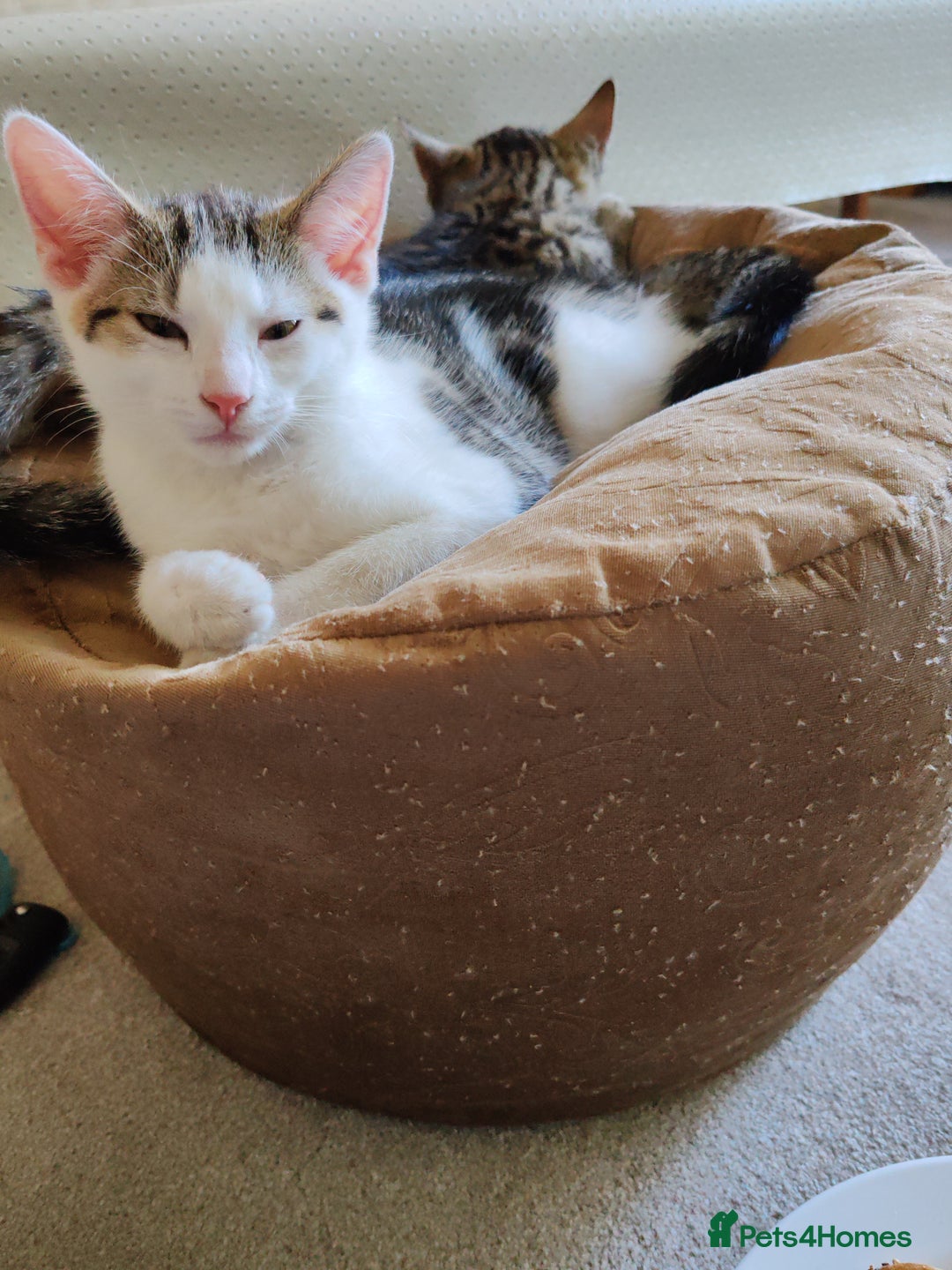 Domestic Shorthair cats for sale: 5 month old female kittens for sale  - Image 6