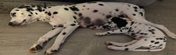 Dalmatian dogs for sale: Stunning mixed litter of Dalmatians  - Advert 16